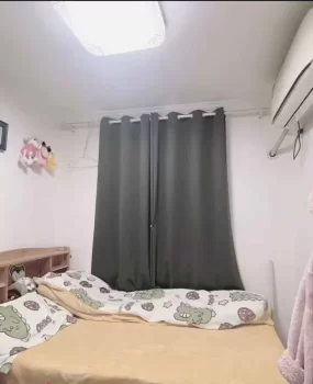 普陀小野猫姚姚